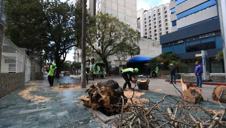 Colaboradores de Limpia y Verde, de la comuna capitalina, retiran las ramas del árbol derribado por el viento en zona 10. (Foto Prensa Libre: Carlos Hernández) 