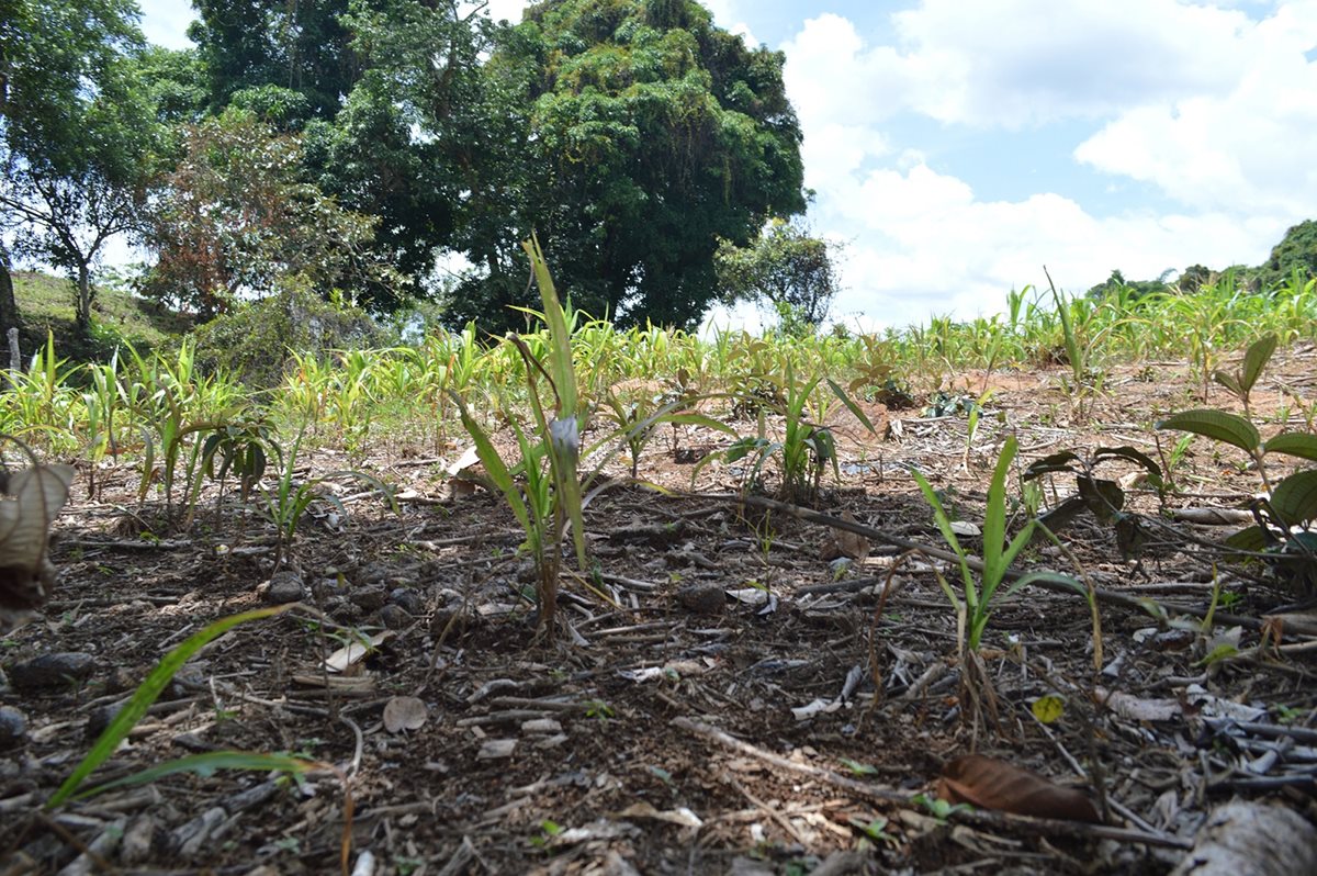 Terreno en donde los cultivos de maíz se perdieron debido a la extensa canícula, en Chiquimula. (Foto Prensa Libre: Mario Morales)