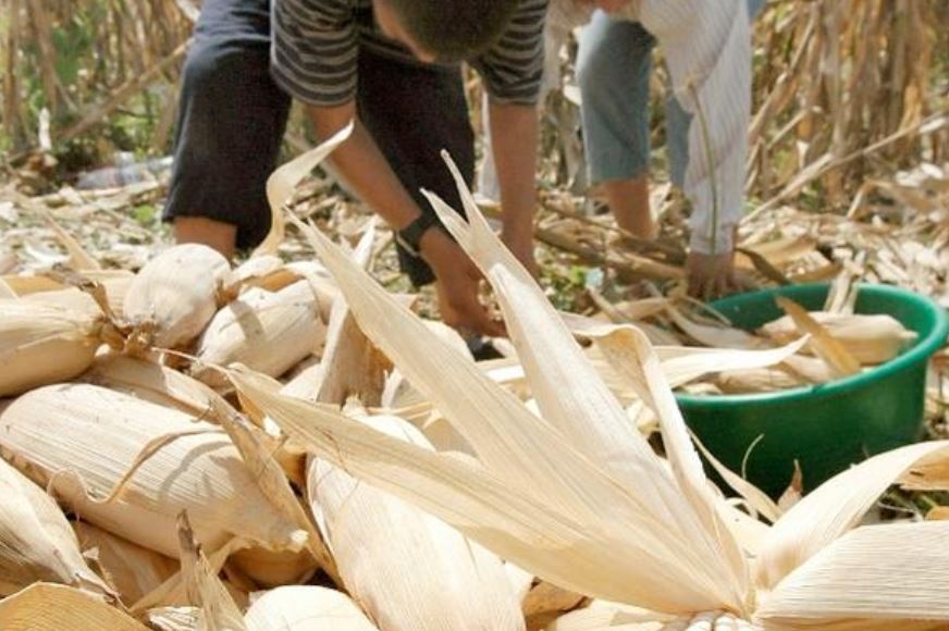 La FAO explicó en un comunicado que el costo del quintal de maíz se incrementó en Q10 entre el 29 de julio y 12 de agosto último. (Foto Prensa Libre: Hemeroteca)