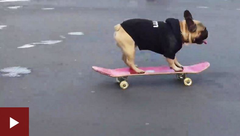 El bulldog disfruta patinar en cualquier parte. (Foto Prensa Libre: BBC Mundo)