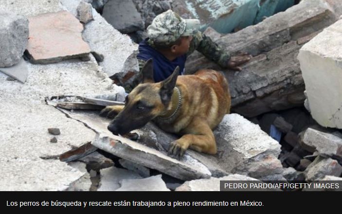 Perros de búsqueda y rescate en México. (Foto Prensa Libre: AFP)
