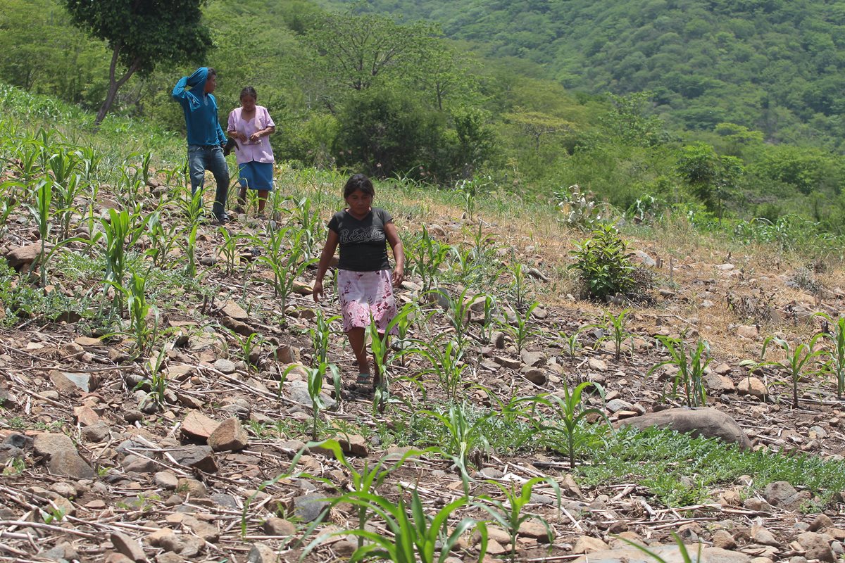 Las comunidades del área rural, en especial del Corredor Seco, son las que mayor dificultad tienen para acceder a agua entubada, debido a la falta de infraestructura en el país. (Foto Prensa Libre: Hemeroteca PL)