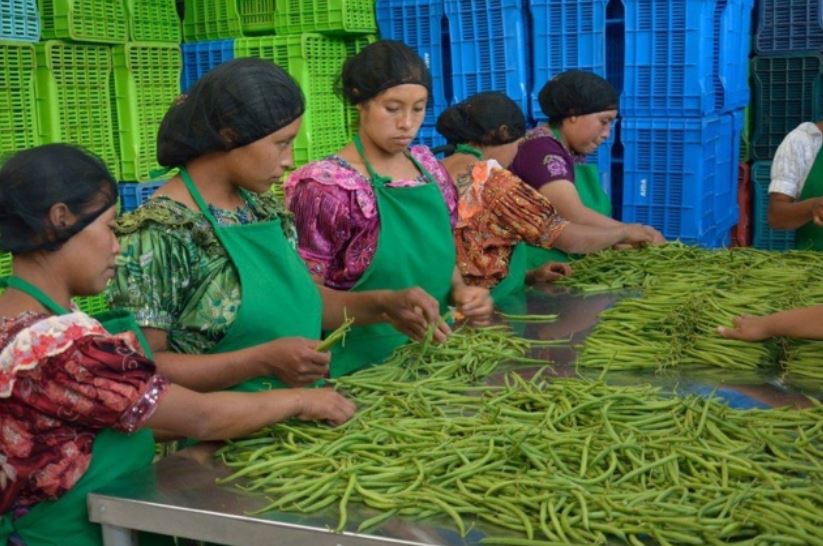 Existen cientos de encadenamientos rurales que ya venden sus productos a grandes empresas promoviendo así de forma directa e indirecta las exportaciones de productos y servicios guatemaltecos. (Foto Prensa Libre: Agexport)