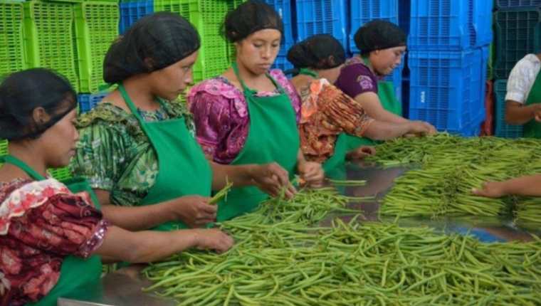Existen cientos de encadenamientos rurales que ya venden sus productos a grandes empresas promoviendo así de forma directa e indirecta las exportaciones de productos y servicios guatemaltecos. (Foto Prensa Libre: Agexport)