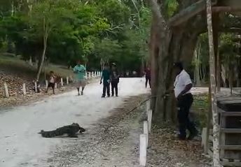 Uno de los guardabosques aleja al cocodrilo del área donde caminan turistas para evitar algún incidente. (Foto Prensa Libre: Tomada del video)
