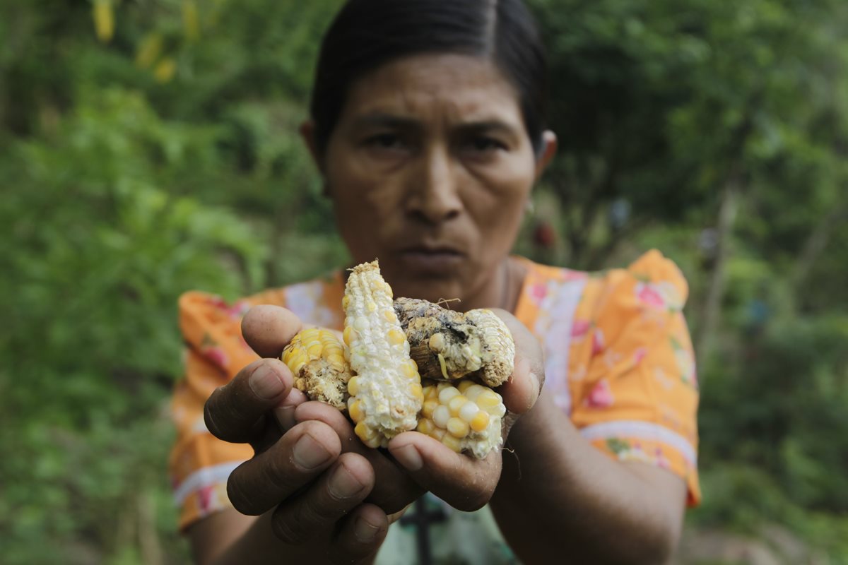 La milpa no se desarrolla por la falta de agua y amenaza la seguridad alimentaria de comunidades completas. (Foto: Prensa Libre)