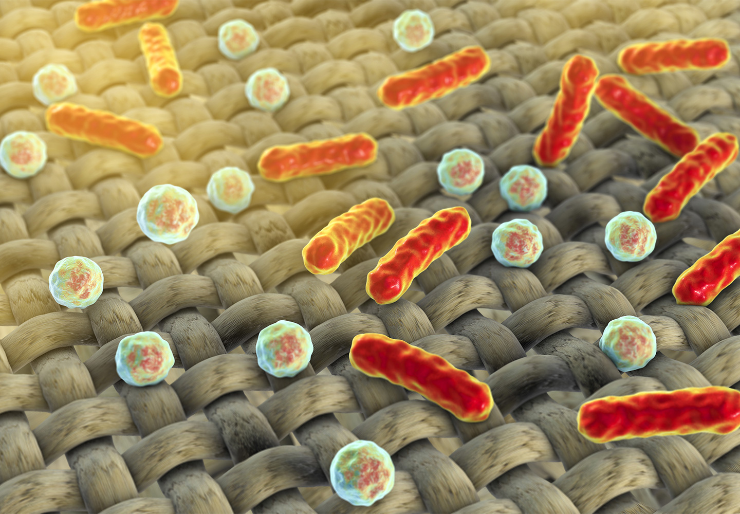 Imagen microscópica de bacterias en la ropa