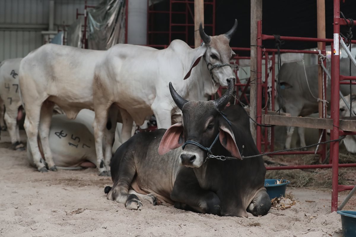 En el marco de la Semana del Ganadero y Expoleche 2018, en las instalaciones del Parque de la Industria se montaron varias exposiciones de ganado y productos derivados. (Foto, Prensa Libre: Juan Diego González).