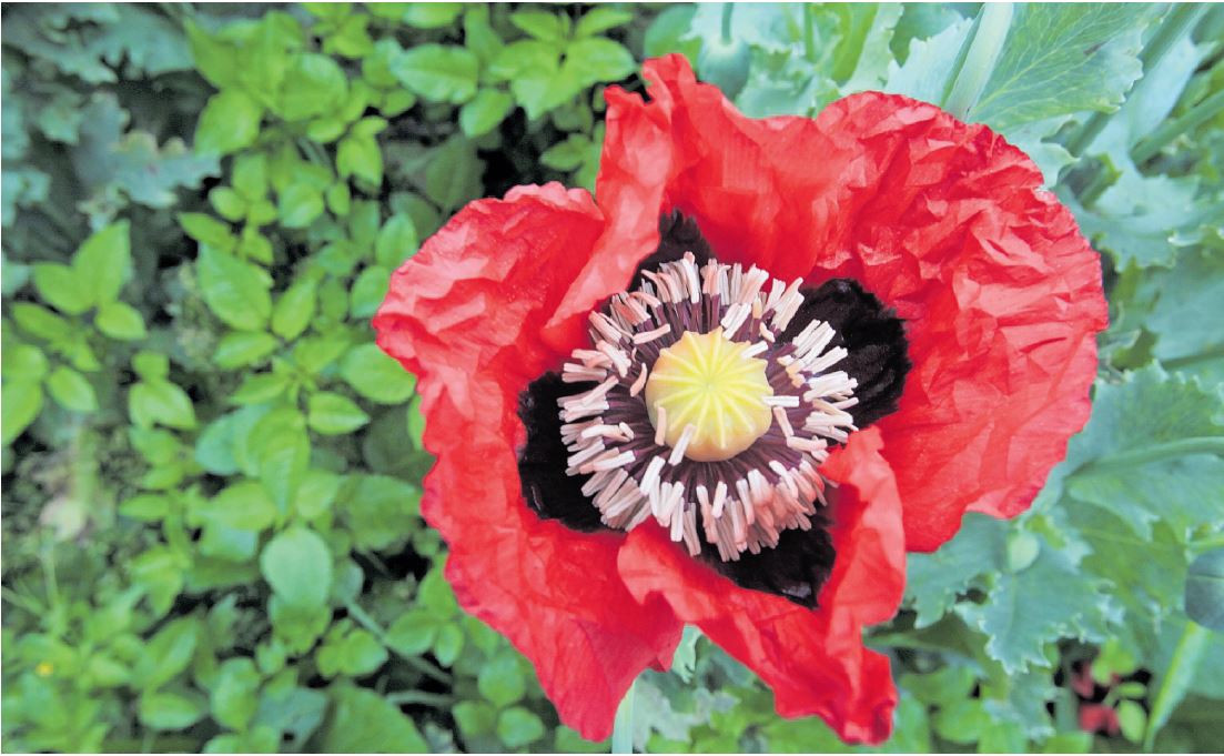 En Ixchiguán y Tajumulco, San Marcos, se han destruido millones de plantas de amapola que las familias sembraron para subsistir. (Foto Prensa Libre: Hemeroteca PL)