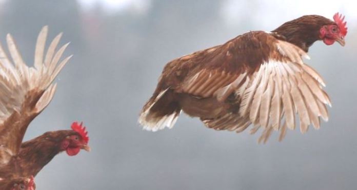 ¿Vivimos en el planeta "de los pollos"? GETTY IMAGES