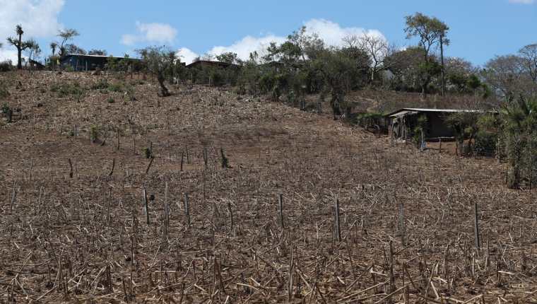 La aldea Valencia, como la mayoría de comunidades en el corredor seco, sufren las consecuencias de la sequía. (Foto Prensa Libre: Esbin García)