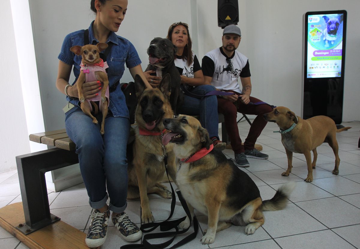 Algunas mascotas fueron llevadas a la conferencia de prensa en la zona 2 de la capital, donde se anunció la feria de adopciones. (Foto Prensa Libre: Esbin García).