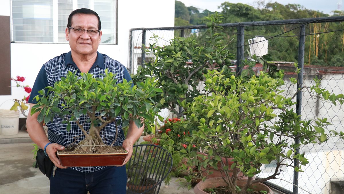 Carlos Augusto Galindo sostiene un bonsái Laurel de la India. El árbol tiene unos 20 años de ser parte de su jardín. (Foto Prensa Libre: Cristian Soto).