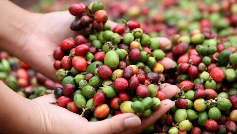 Productos agrícolas como el café, han enfrentado  caía en precios internacionales. (Foto, Prensa Libre: Hemeroteca PL).