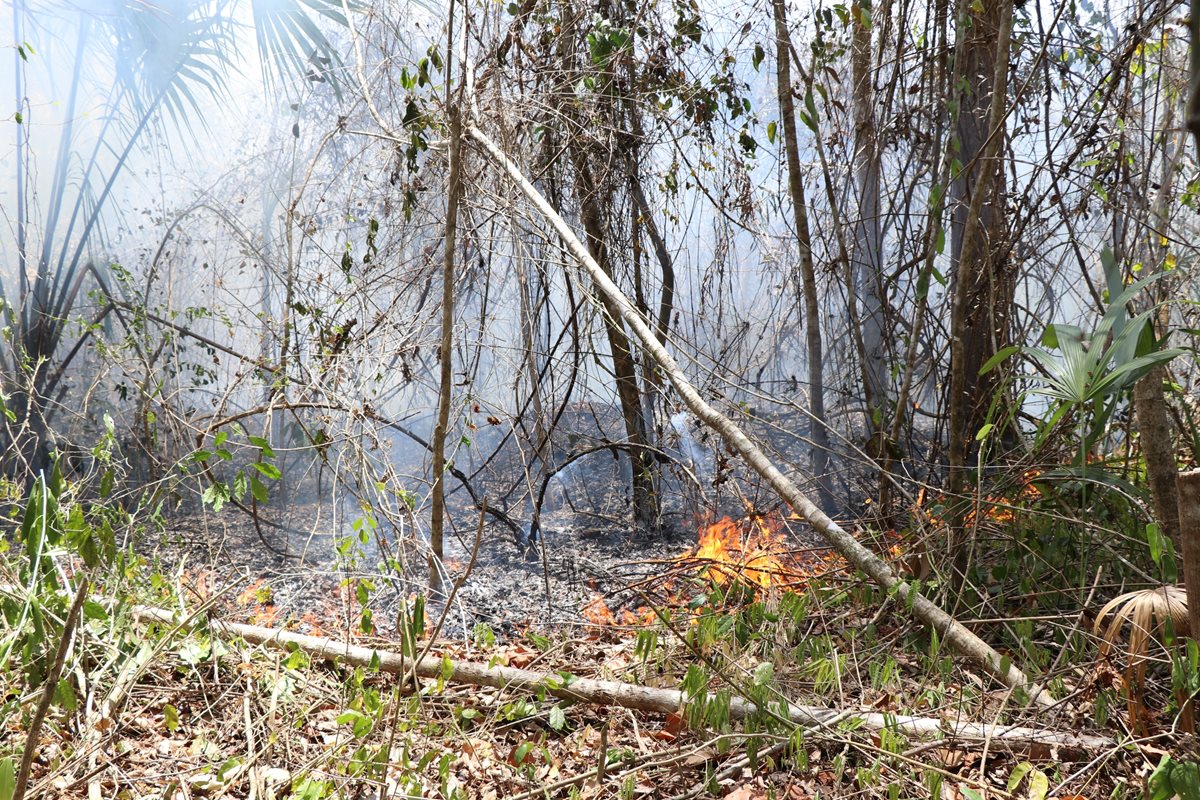 Dos incendios se reactivaron en la Reserva de la Biosfera Maya. (Foto Prensa Libre: Rigoberto Escobar)