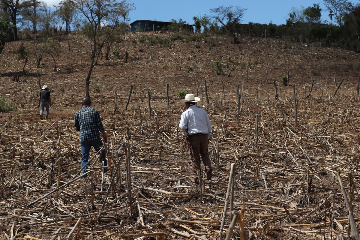 La escasez de lluvia este año afectó la cosecha de maíz de familias pobres. (Foto Prensa Libre: Hemeroteca PL)