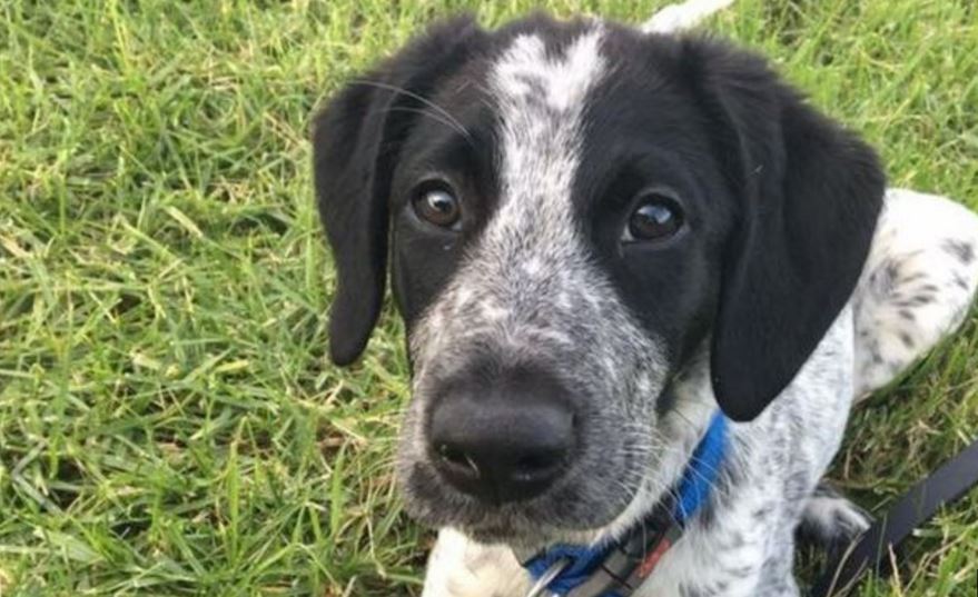 El perro antidrogas tenía 10 meses y era de raza mixta. (Foto Prensa Libre: BBC / Avsec)