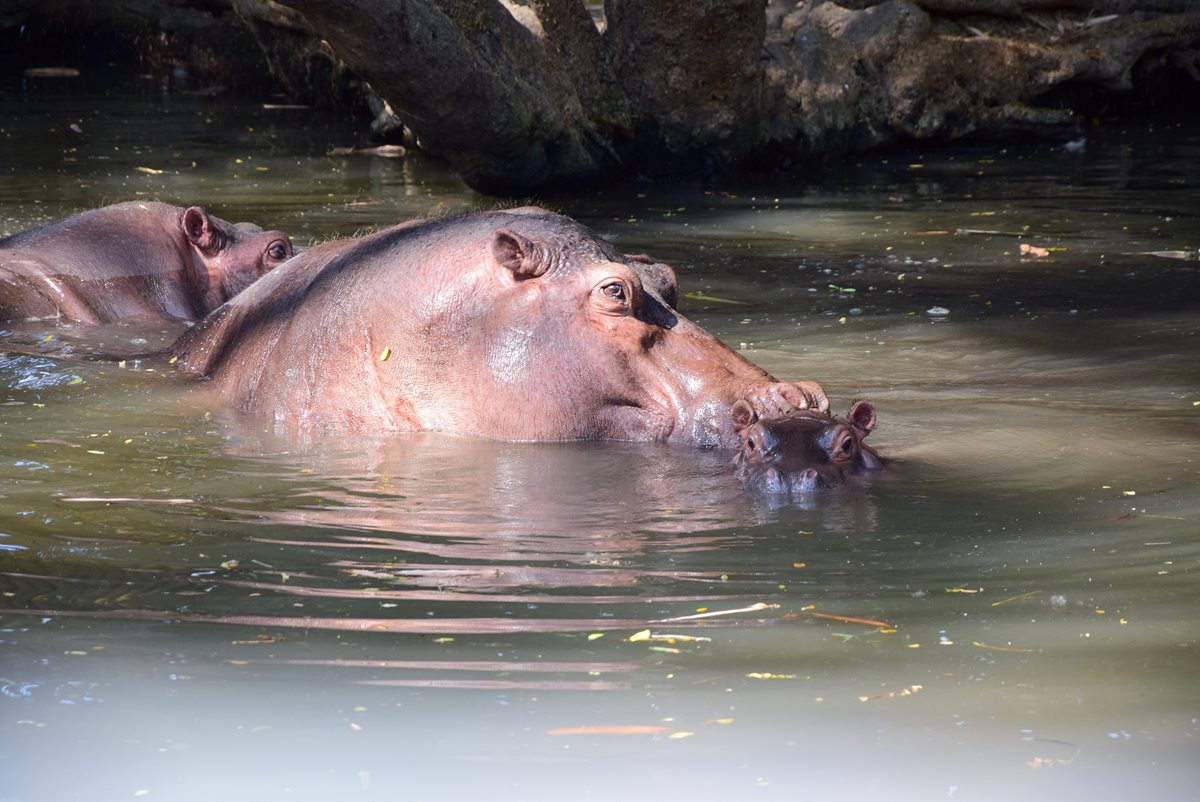 Los hipopótamos viven en Auto Safari Chapín, Escuintla, donde tienen dos lagunas artificiales. (Foto Prensa Libre: Carlos E. Paredes)