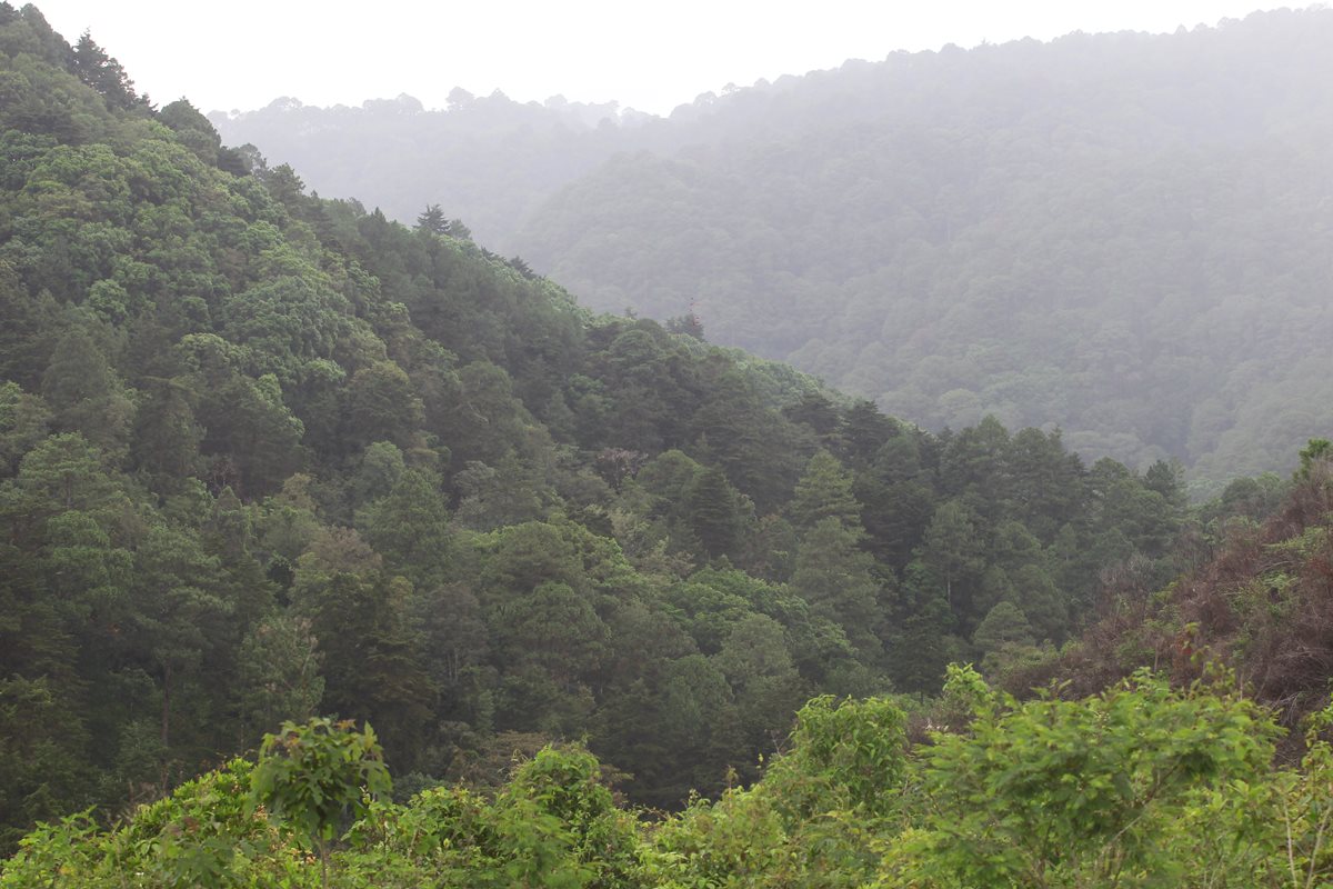 En la capital hay grandes extensiones de bosque que requieren atención para evitar la pérdida de los recursos naturales. (Foto Prensa Libre: Álvaro Interiano)