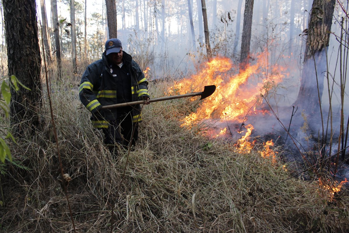 Incendios forestales y plaga de gorgojo afectan bosque municipal en El Tejar