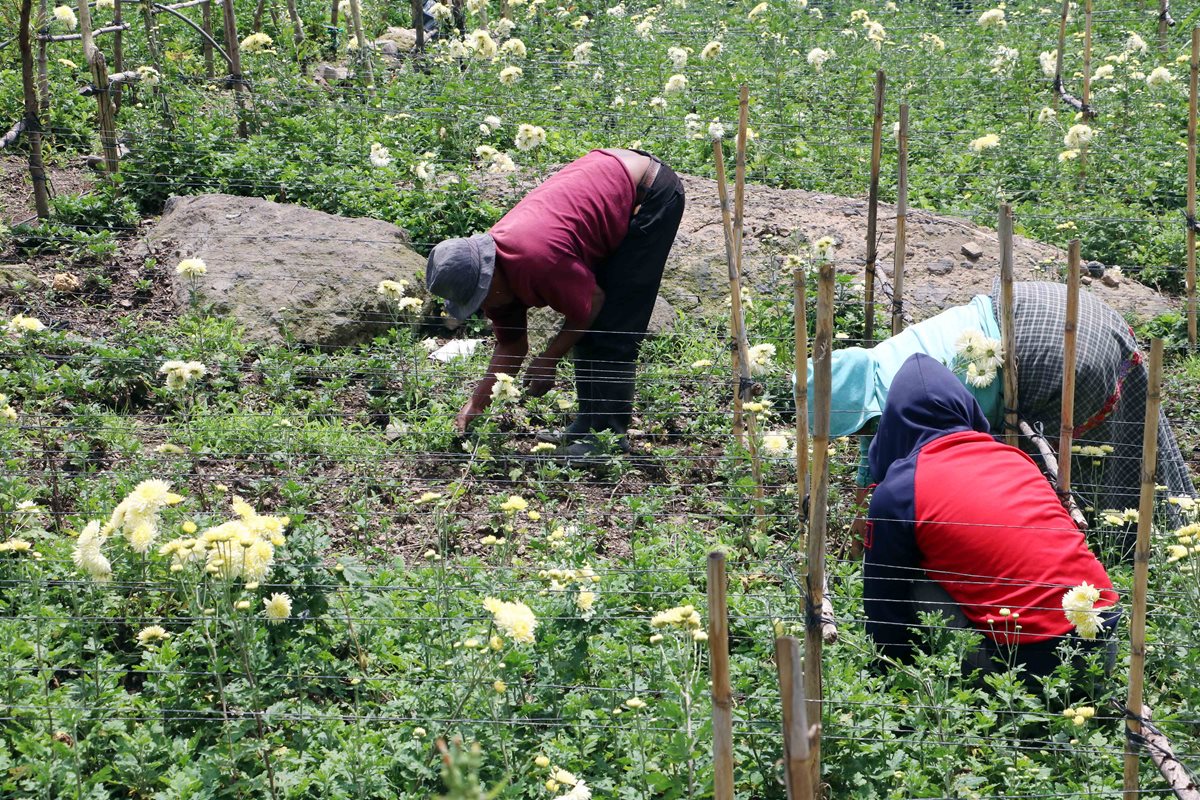 Marcos Tzum trabaja junto a su familia en la producción de crisantemo. En los últimos días perdió parte de su cosecha. (Foto Prensa Libre: Carlos Ventura)