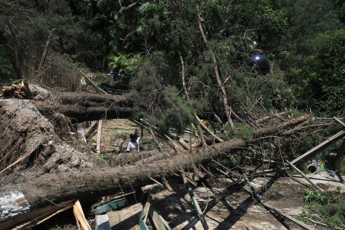 Varios árboles cayeron sobre una vivienda en la ruta a Chinautla. Los vecinos temen que ocurra una tragedia en el lugar. (Foto Prensa Libre: Esbin García)