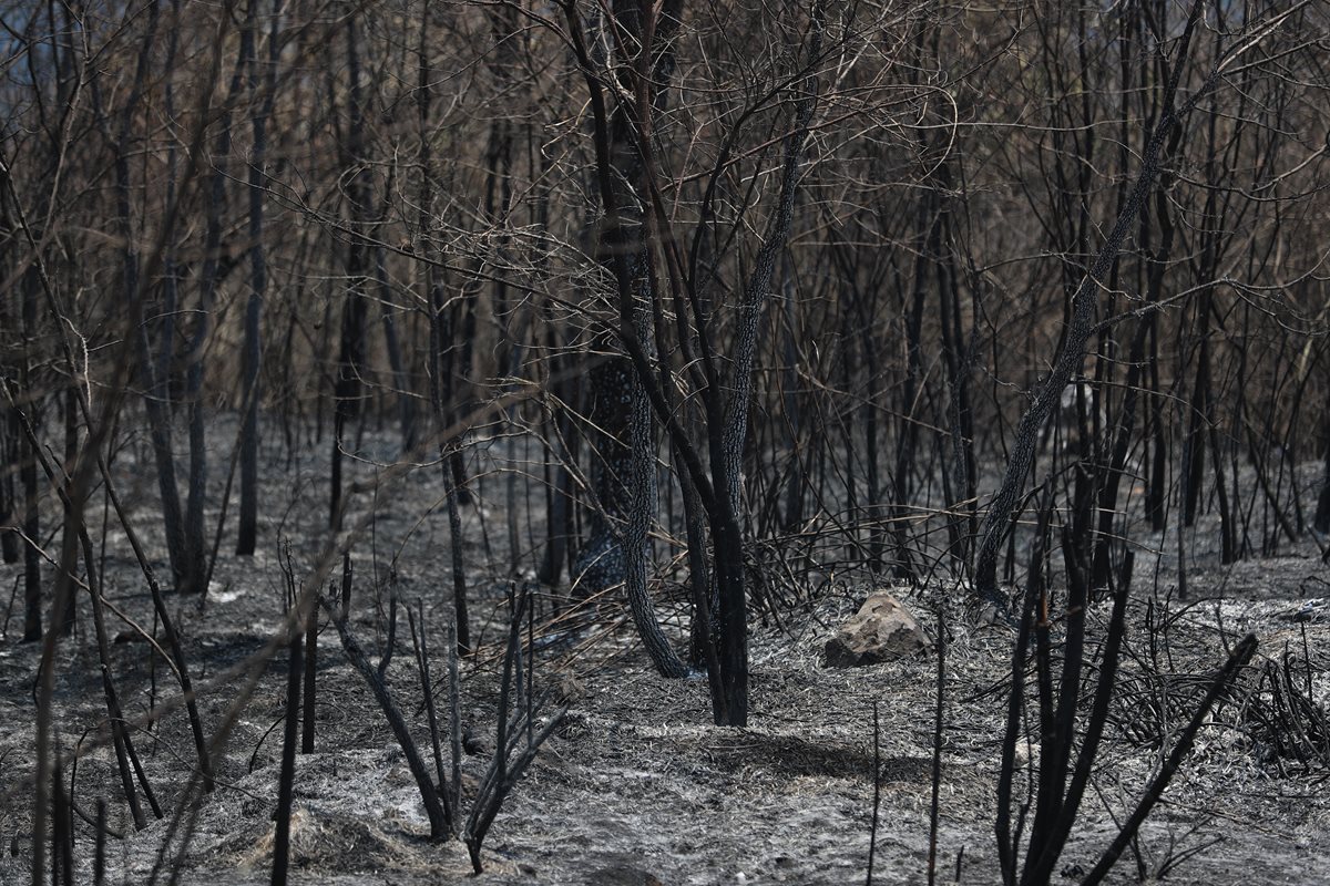Al menos 60 hectáreas de terreno fueron afectadas con el incendio. (Foto Prensa Libre: Carlos Hernández)