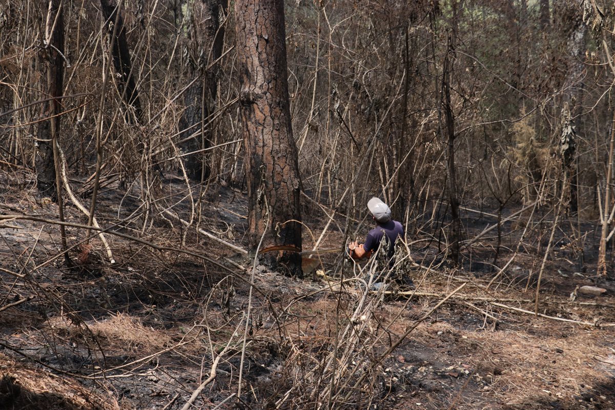 Unos 81 árboles fueron talados debido a que ya están infestados de gorgojo. (Foto Prensa Libre: Víctor Chamalé)