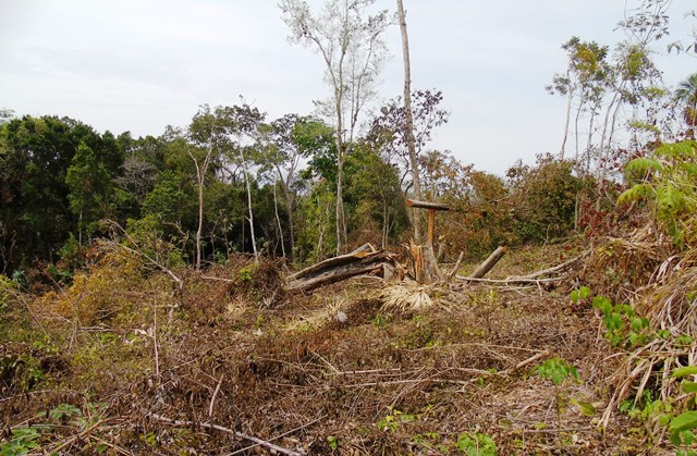 Autoridades peteneras señalan que 45 hectareas, de las cuales unas 64 manzanas de bosque prístino ya están depredadas. (Foto Prensa Libre: Rigoberto Escobar)