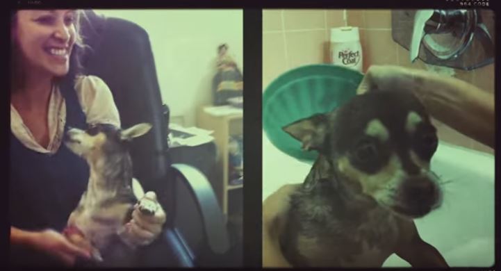 El nuevo video musical es dedicado a la perrita Pepper (Foto Prensa Libre: Tomada de YouTube)