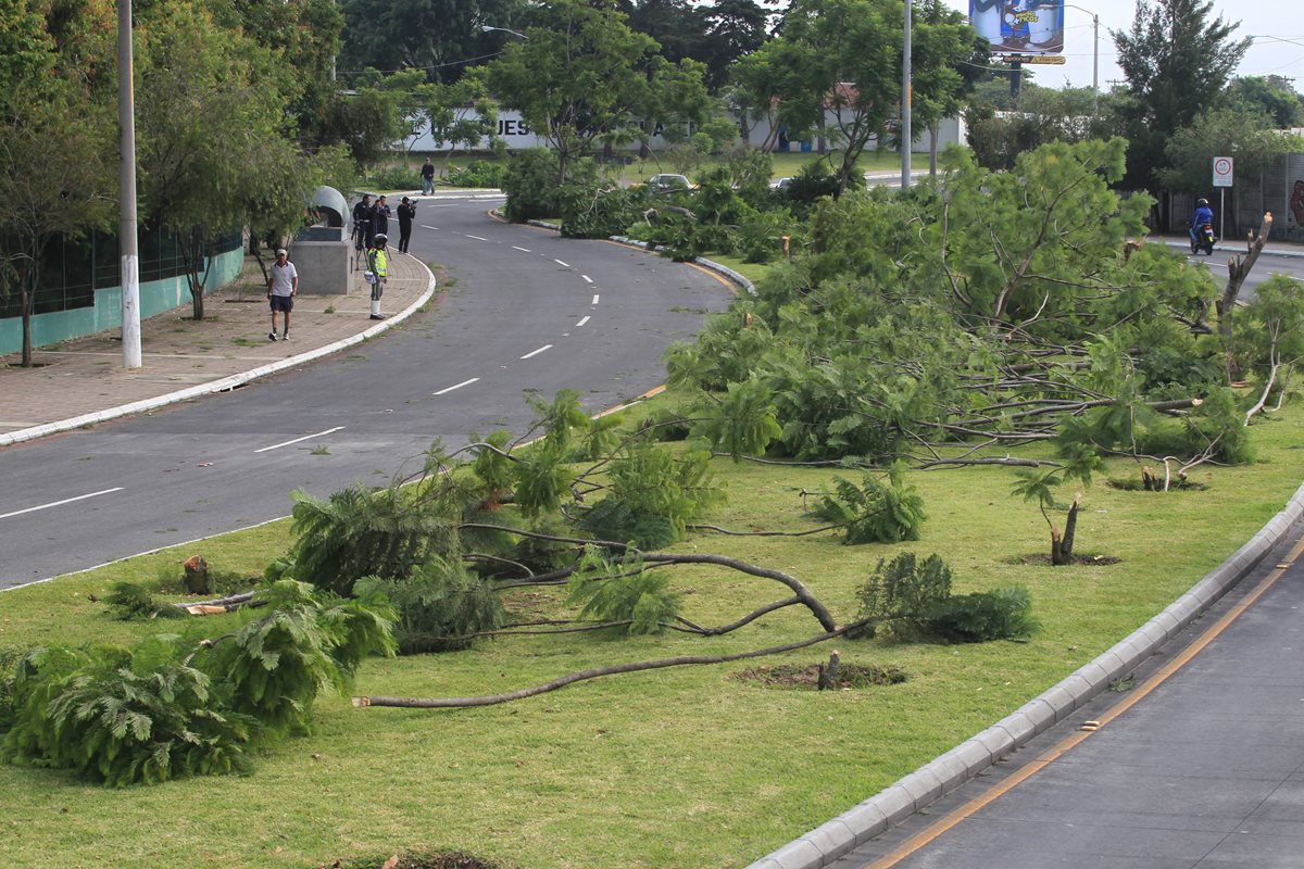 Los árboles de jacaranda fueron talados el miércoles en horas de la madrugada. (Foto Prensa Libre: Estuardo Paredes)