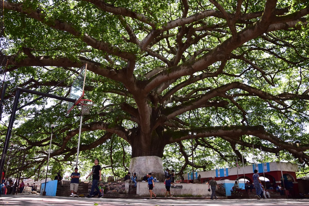 Ceiba ubicada en el centro de Palín, Escuintla, es orgullo de pobladores. (Foto Prensa Libre: Carlos E. Paredes)