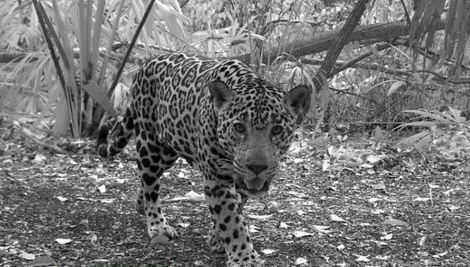 El Jaguar es una de las especias endémicas en peligro de extinción. (Foto Prensa Libre: Conap)