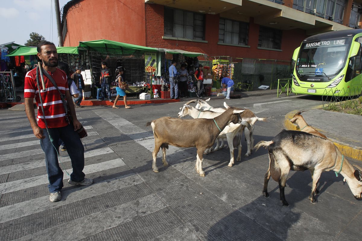 Walter Ramos ofrece leche de cabra en el Centro Histórico de la ciudad de Guatemala. (Foto Prensa Libre: Paulo Raquec).