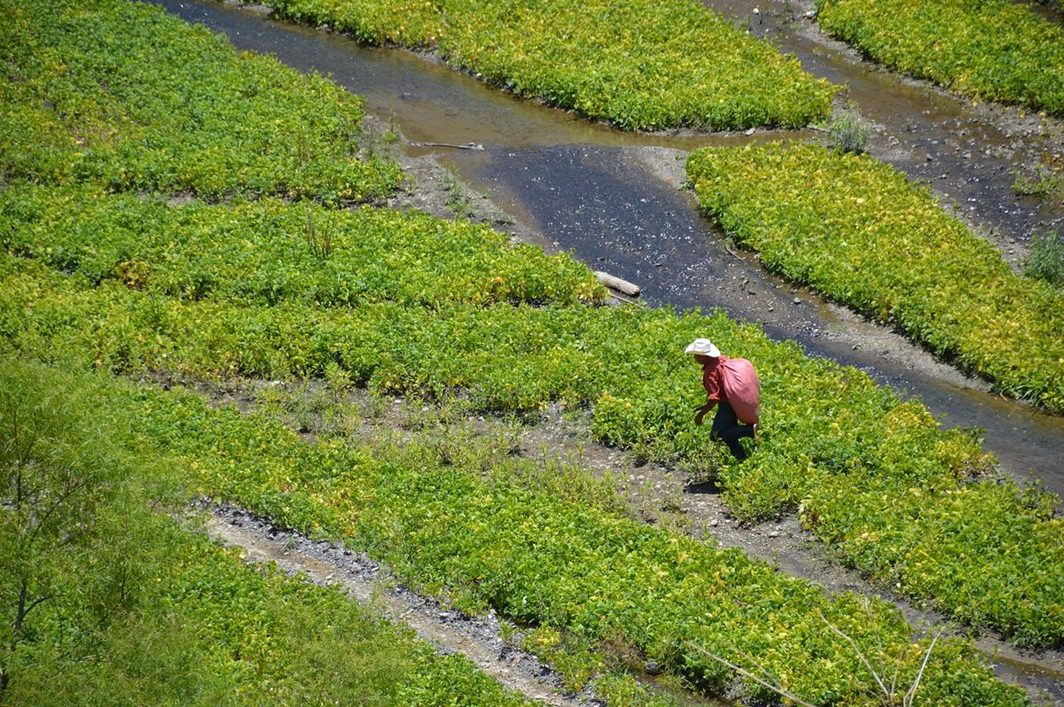 La sequía que ha atacado regiones como Chiquimula obligó a un grupo de vecinos a utilizar las playas y aguas del río Sulayito para cultivar frijol. (FOTO Prensa Libre: Hemeroteca)