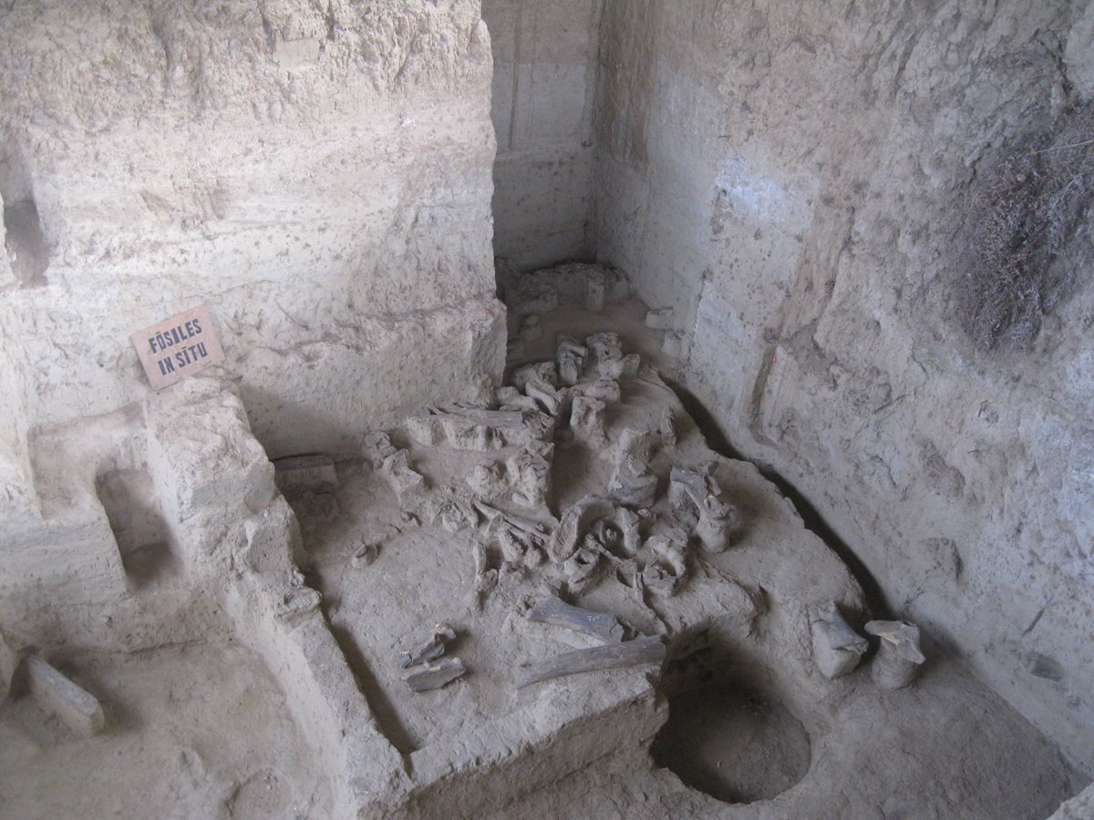 Restos de megafauna en el sitio de Chivacabé, Huehuetenango. (Foto: Sébastien Perrot-Minnot).