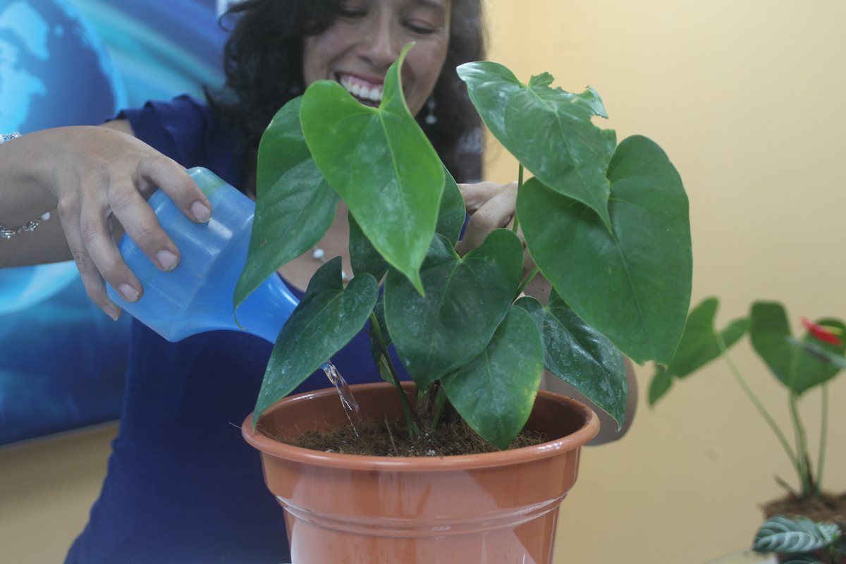 Con cuidados y esmero, se puede crear un ambiente verde dentro del hogar. (Foto Prensa Libre: Óscar Rivas)