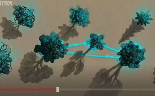 La extraordinaria red oculta que permite a los árboles ayudarse o atacarse entre sí