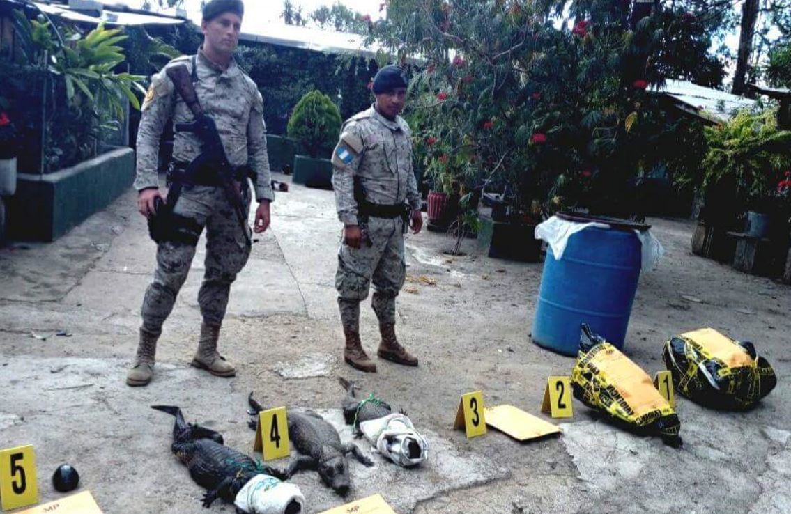 Dos cocodrilos vivos fueron rescatados durante el allanamiento en Santa Rosa. (Foto Prensa Libre: Cortesía)