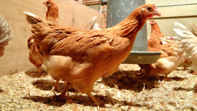 De acuerdo con los investigadores, las gallinas no sufren, ya que para ellas es como poner un huevo normal. (Foto Prensa Libre: Roslin Technologies)