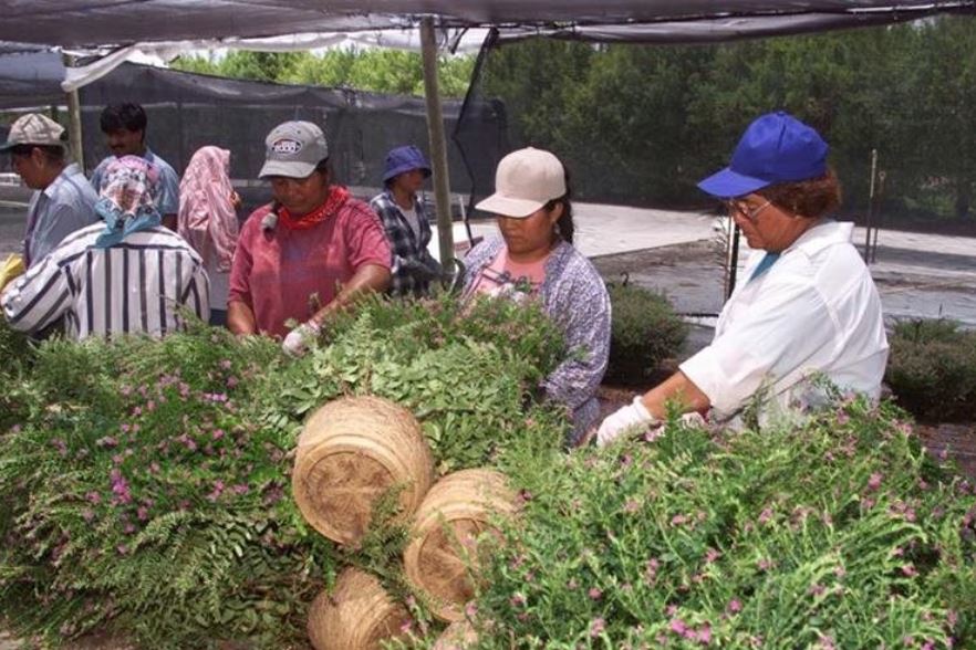 Los migrantes guatemaltecos incrementaron los envíos de dinero durante el 2018 y despacharon US$9 mil 287 millones, informó el Banguat. La mejora en la economía de los Estados Unidos y el campo laboral, motivo el crecimiento. (Foto Prensa Libre: Hemeroteca) 