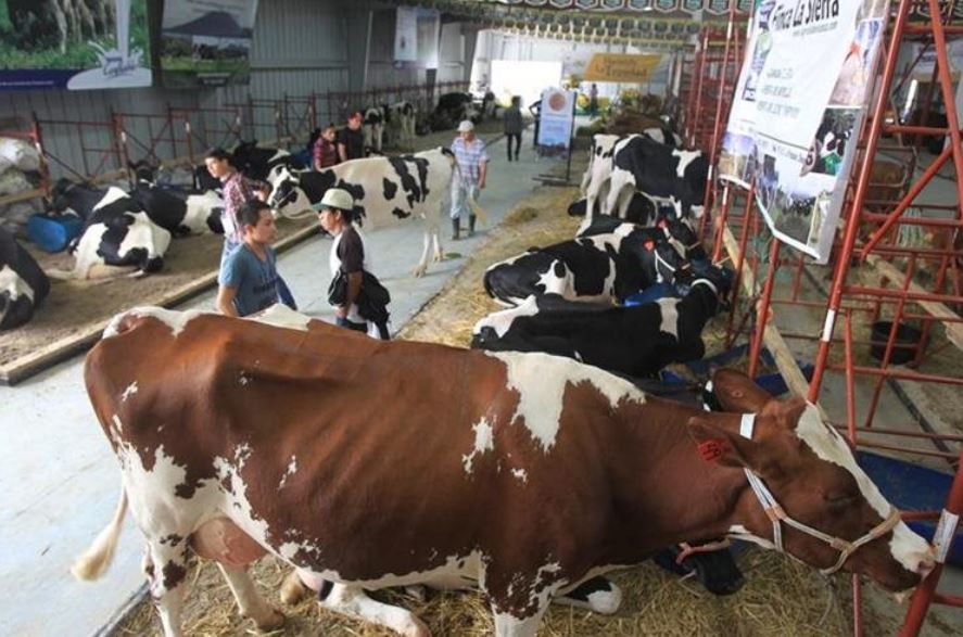 El hato lechero en Guatemala es de 350 mil vacas que producen 1.6 millones de litros diarios de leche, según los productores. El sector genera entre 35 a 45 mil empleos directos e indirectos. (Foto Prensa Libre: Hemeroteca) 