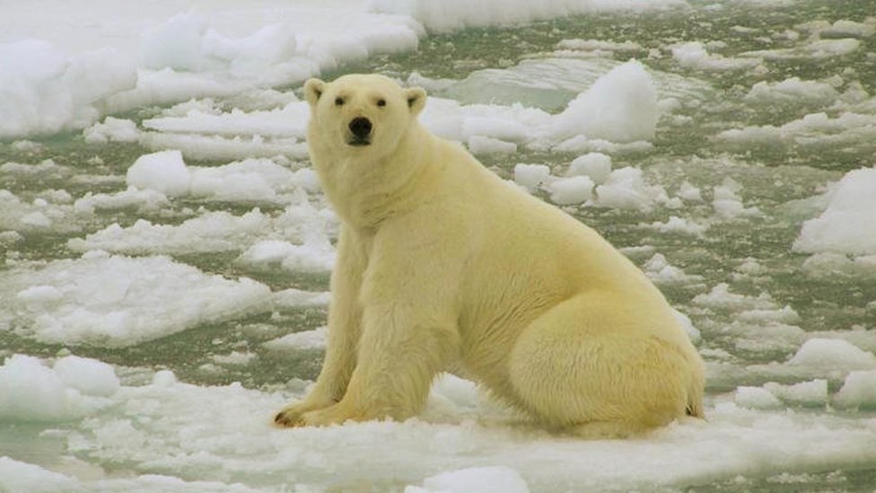 Los osos polares se ven obligados a buscar tierra firme donde conseguir alimentos, a medida que disminuye el hielo marino.