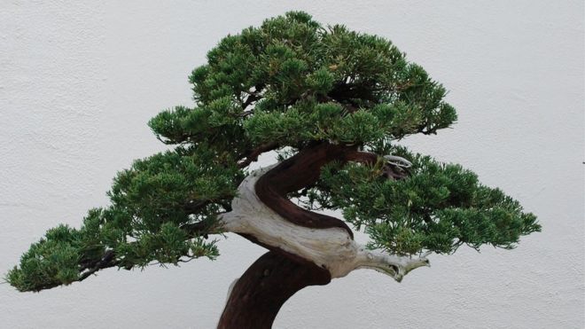 Los bonsáis pueden vivir durante siglos. GETTY IMAGES