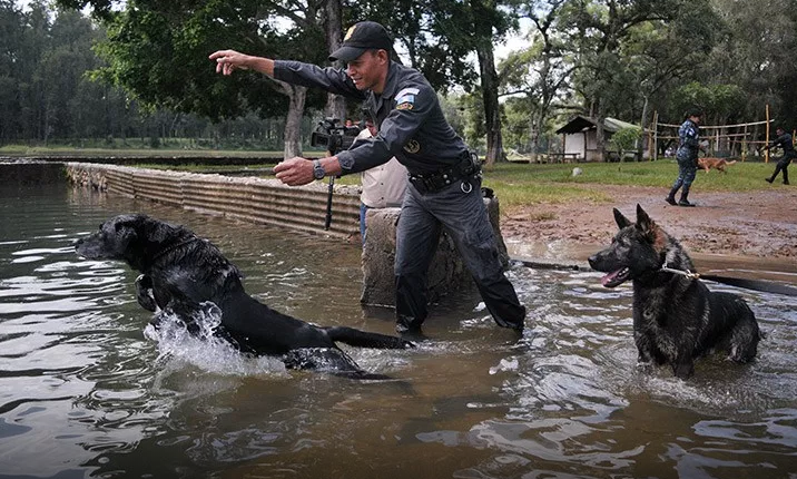Dos de los agentes caninos durante su tiempo de esparcimiento. (Foto Prensa Libre: Mingob).