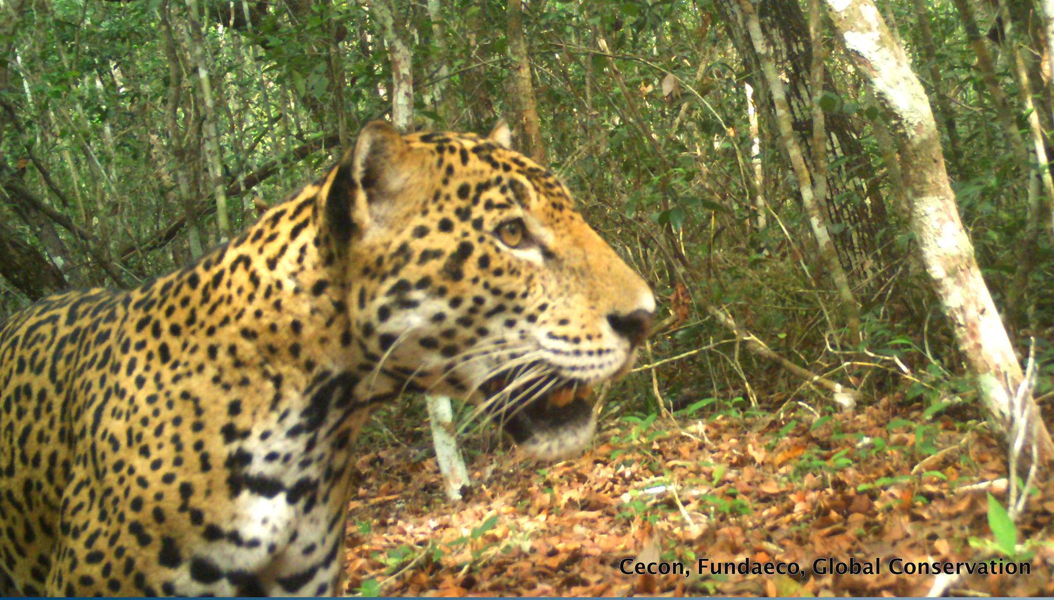 La población de Jaguares en el área norte de Petén es significativa, por lo que se promueven varios programas de conservación. (Foto Prensa Libre: Cortesía Francisco Asturias)