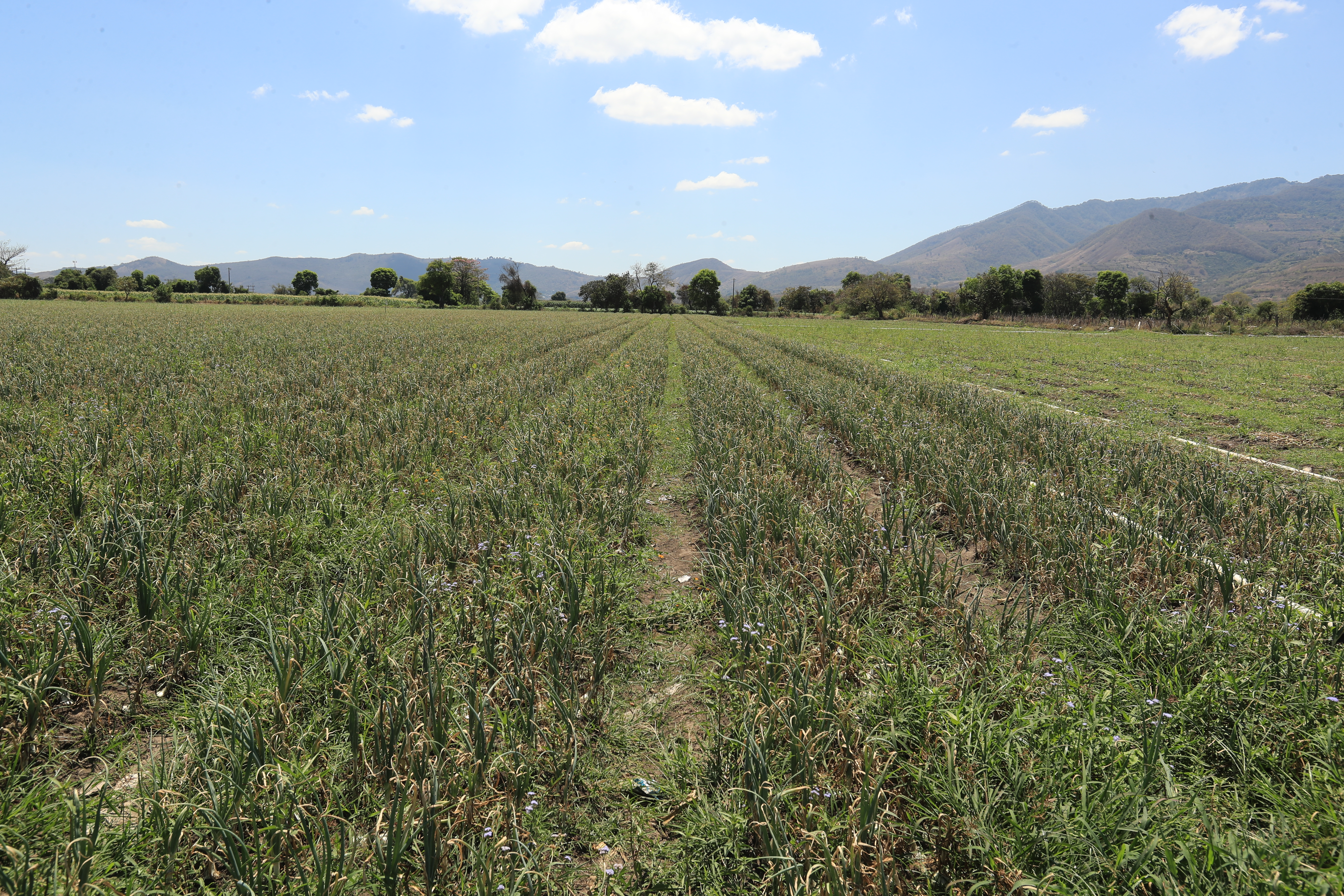La canícula se presentará del 10 al 20 de julio y habrá una interrupción del periodo de lluvias, según el Maga. (Foto Prensa Libre: Juan Diego González)