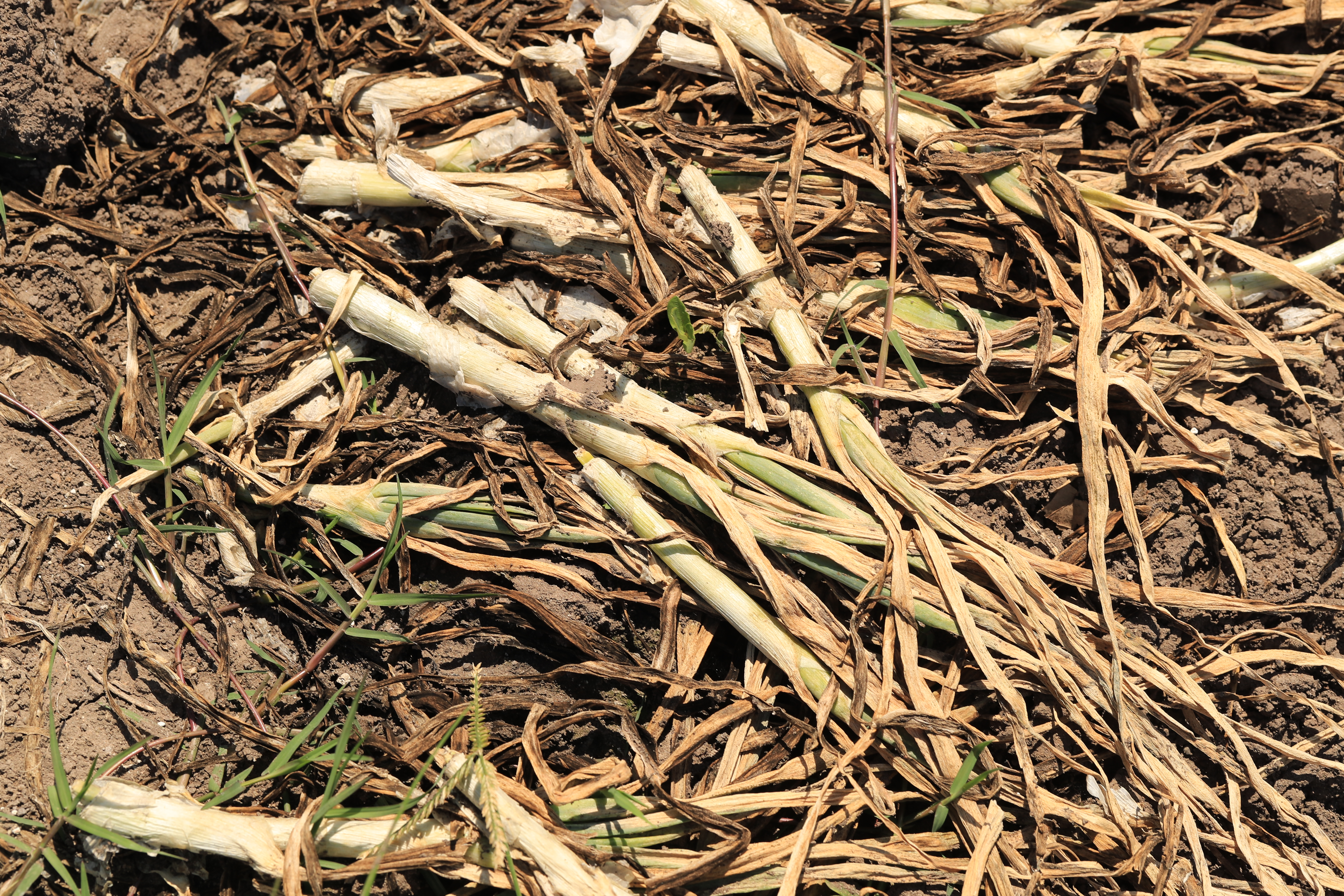 El insecto Trip Tabaci ha desarrollado una enfermedad con la que afectará entre el 50% al 70% de las cosechas en el país.