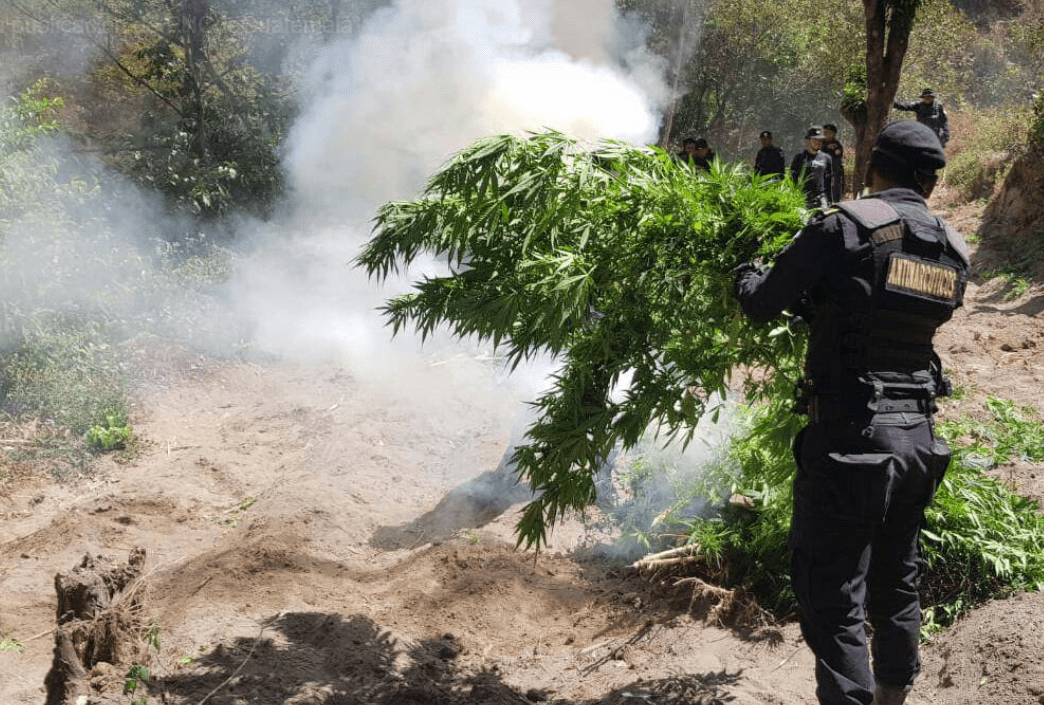 Agentes antinarcóticos destruyen matas de marihuana en Totonicapán. (Foto Prensa Libre: PNC).