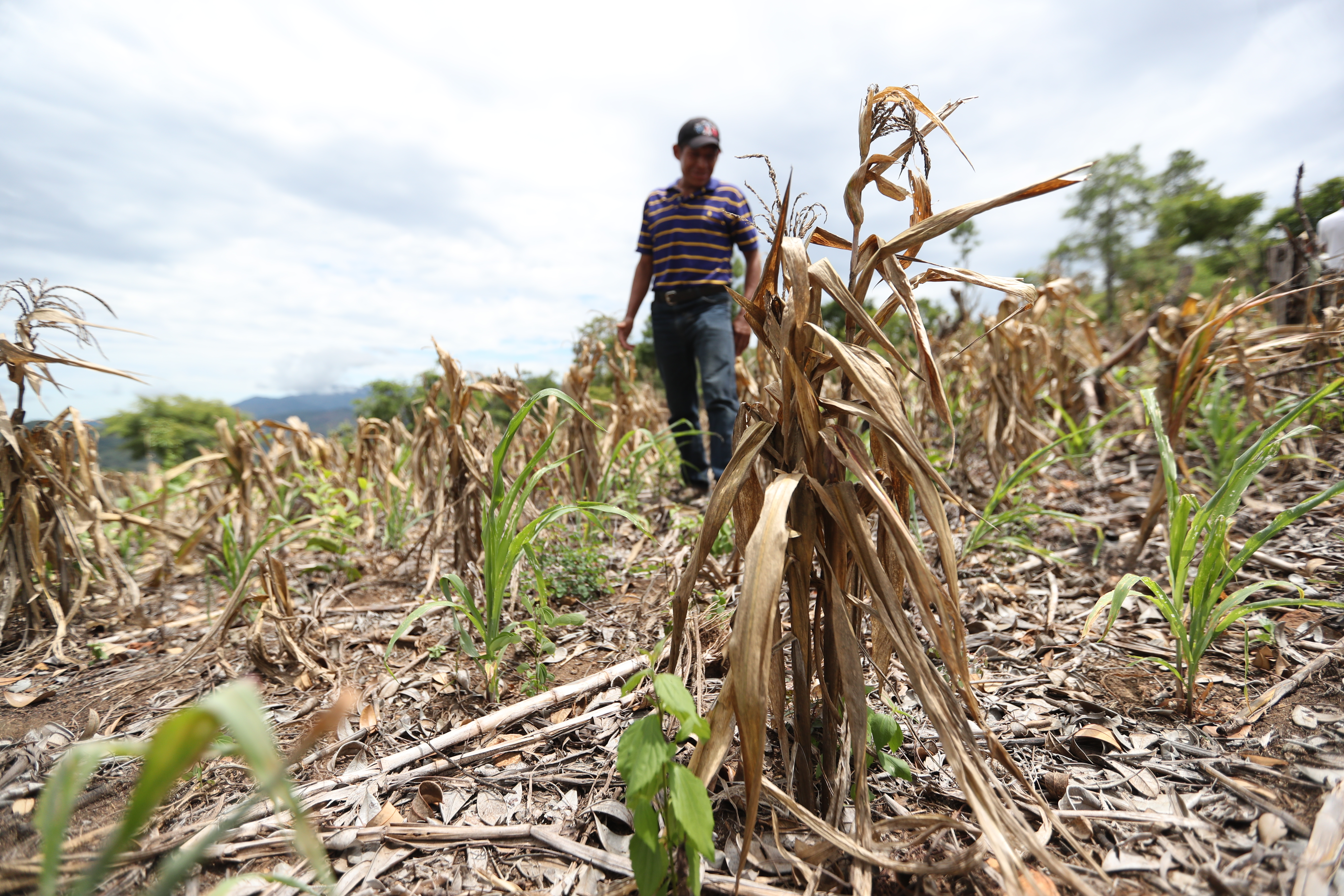 La falta de lluvia en 2018 azotó a 21 de 22 departamentos, donde campesinos perdieron el 75 o hasta el cien por ciento de su siembra. (Foto Prensa Libre: Hemeroteca PL)